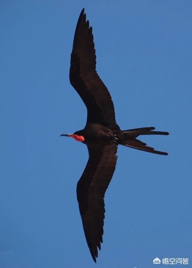 世界上飞的最高、飞的最远或飞的最快的鸟有哪些？
