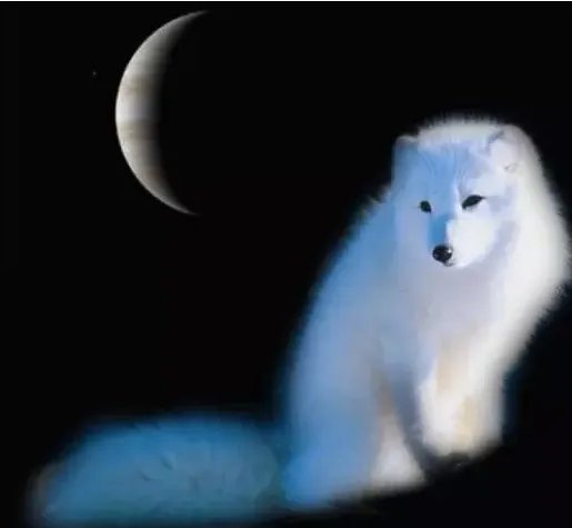 白狐歌词的意思