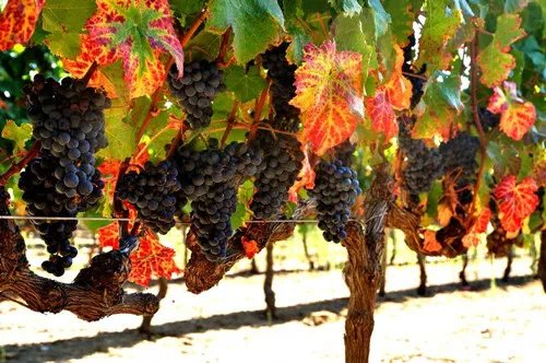 蜜月旅行地有哪些 蜜月旅行去哪儿好