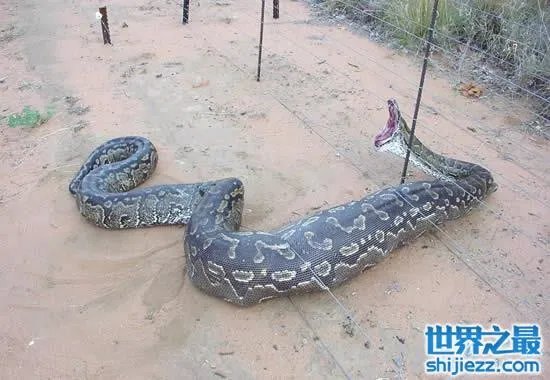 挖掘机挖出16米长巨蛇，权威揭秘真相(图) 