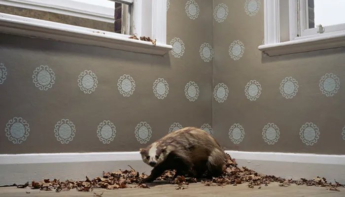 人称平头哥的动物是什么