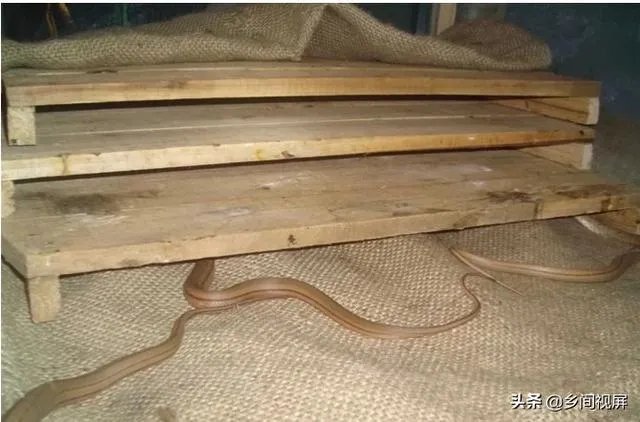 蛇类养殖如何避免蛇吃蛇?