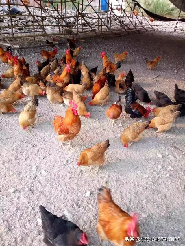 两家土鸡养殖场能挨在一起吗？