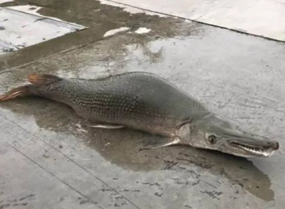 厦门一村民在放生池捞出两条鳄雀鳝，这是种什么样的生物？