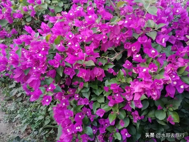 上海奉贤区东端这个镇