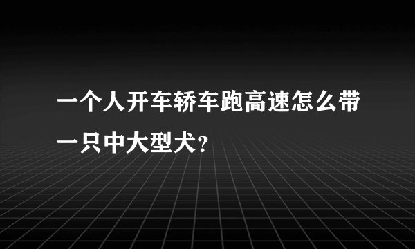一个人开车轿车跑高速怎么带一只中大型犬？