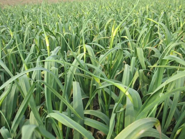 金乡蒜薹2013价格不会比往年高吧？