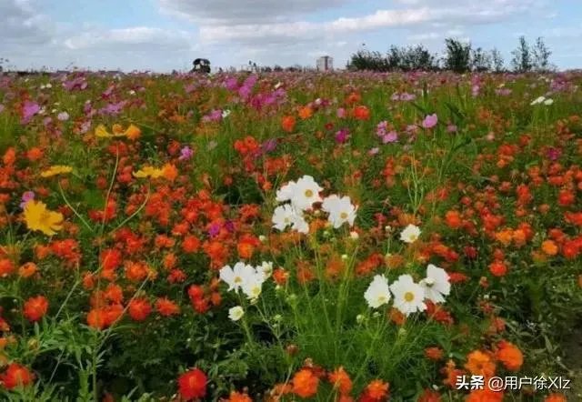 上海奉贤区东端这个镇