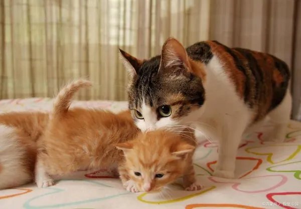 为什么小猫不能喂太饱，需要少食多餐？