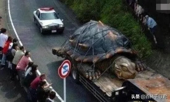 1965年黄河巨鳖事件是不是真实的？有何依据？