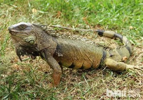 绿鬣蜥怎么养？