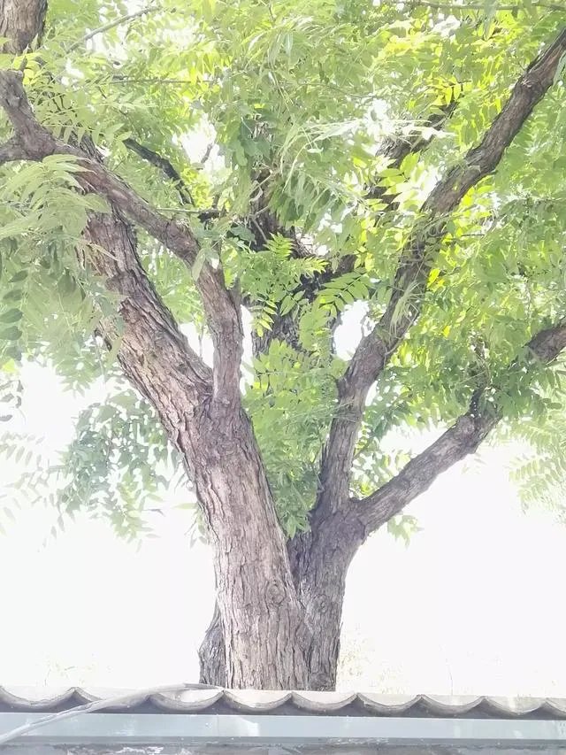 春芽树和香椿的区别