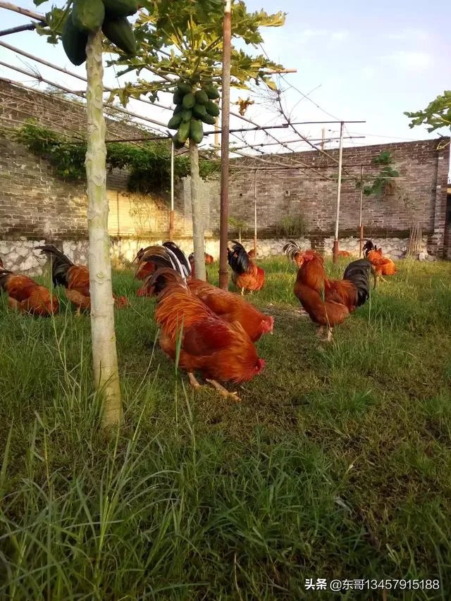 两家土鸡养殖场能挨在一起吗？