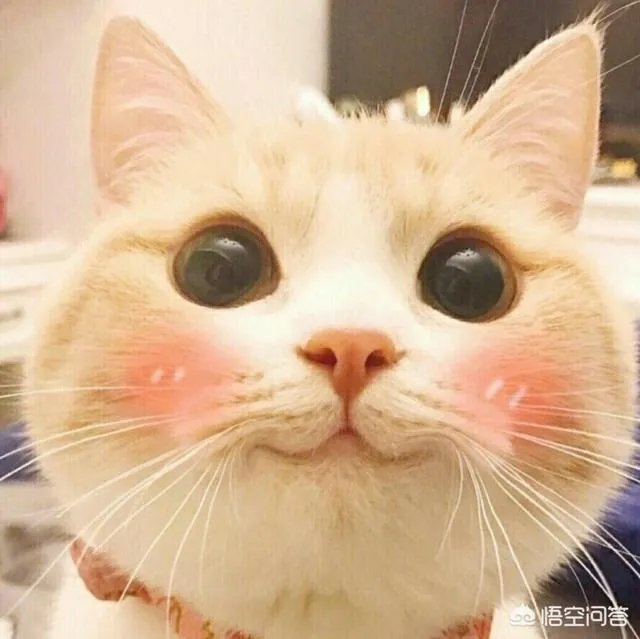 猫恐怖