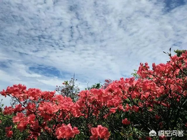 定制旅行怎么样?