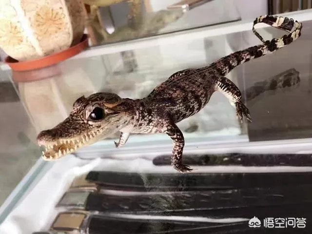 加盟一家包子店，该如何赚钱？