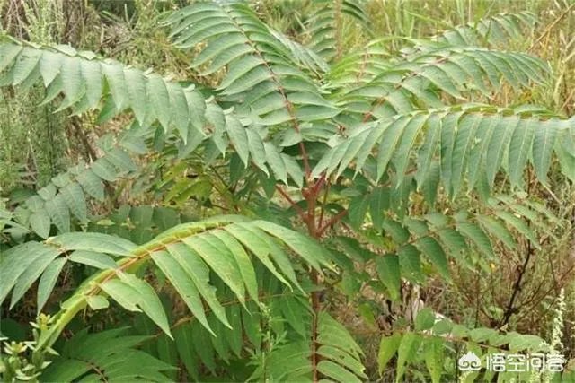 春芽树和香椿的区别