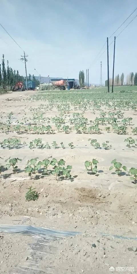 今年棉花价格走势会持续下跌吗？有没有对策？