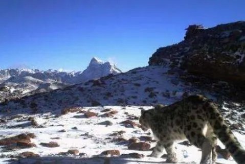 澜沧江源雪豹靓照为什么那么难拍到?