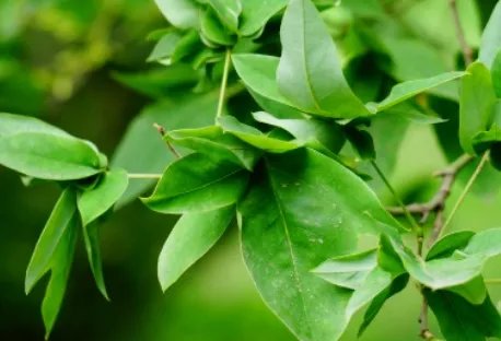 五叶槐长什么样子?都有哪些形态特征呢?