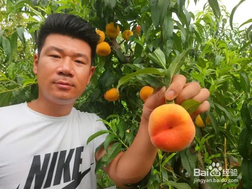 毛桃苗新品种哪个好?