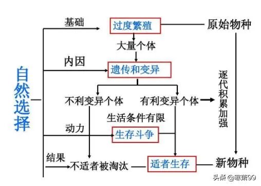 如果达尔文的进化论是正确的,人类最后会进化成什么模样?