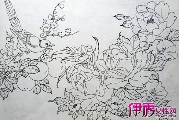工笔画牡丹白描图片欣赏