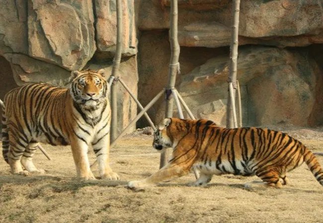 淅川出逃伤人老虎所属马戏团未获批养虎资格，马戏团在此事中有多大的责任？