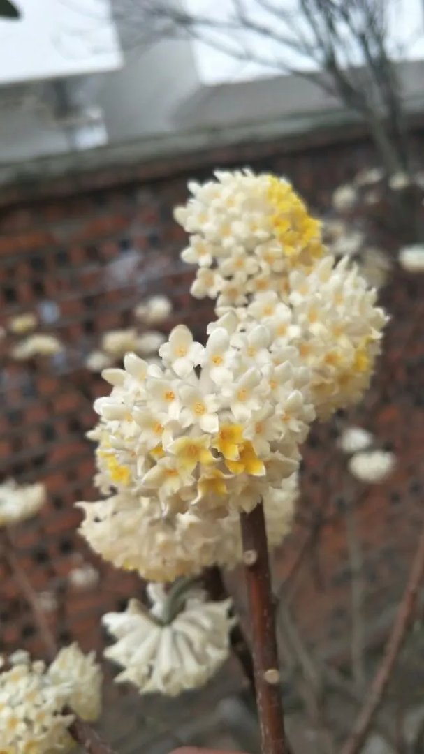 下图这是什么花？