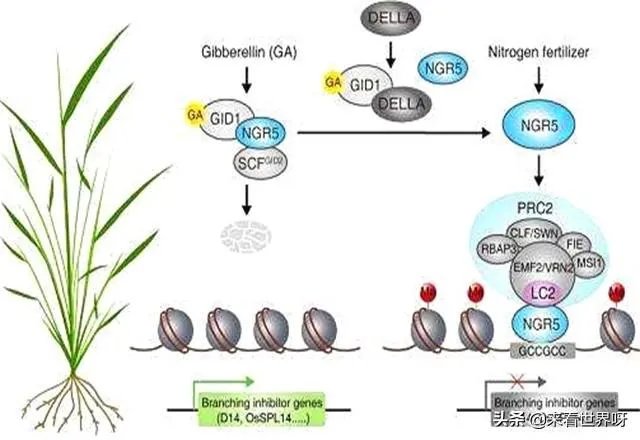 如果达尔文的进化论是正确的,人类最后会进化成什么模样?