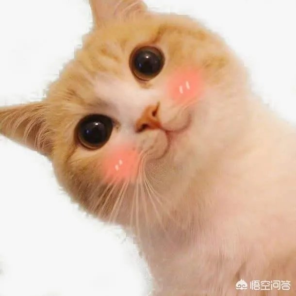 猫恐怖