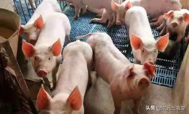 9月4日猪价:东北全线下跌,算是新一轮下跌的信号吗?