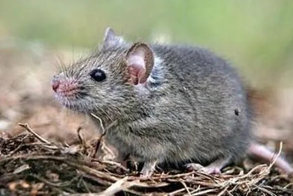 最著名的十大动物骗子排行 变色龙上榜,第三本领是“装死”