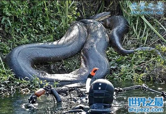 挖掘机挖出16米长巨蛇，权威揭秘真相(图) 