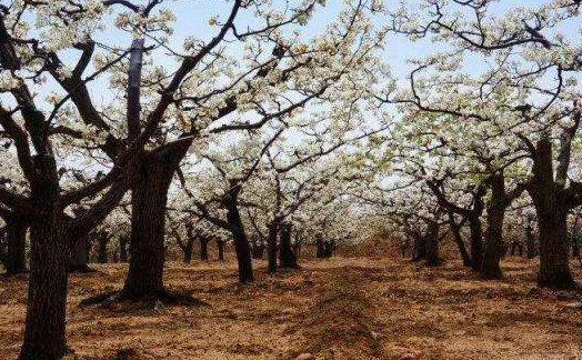 甘肃里有棵被烧空心的四百多岁古梨树,这还有机会抢救吗?