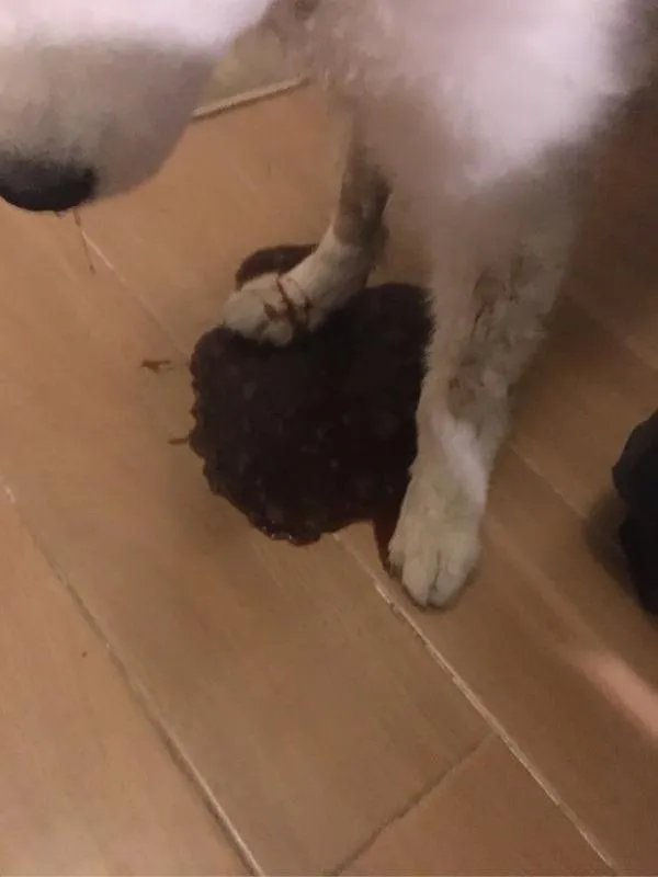 萨摩耶到底有多蠢？