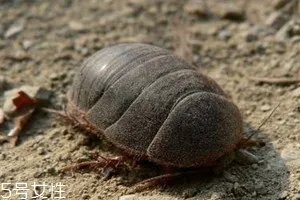 地鳖虫多少钱一斤 地鳖虫多少钱一斤2018