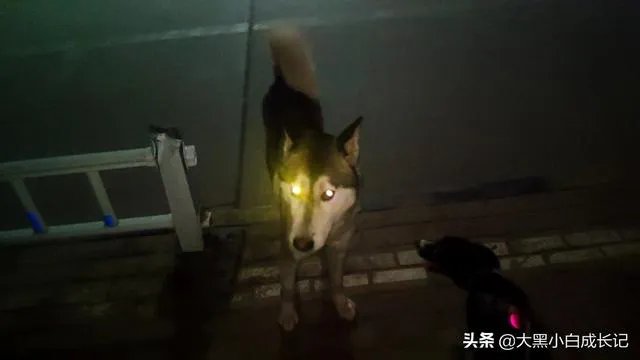 秋田犬适合家养吗？