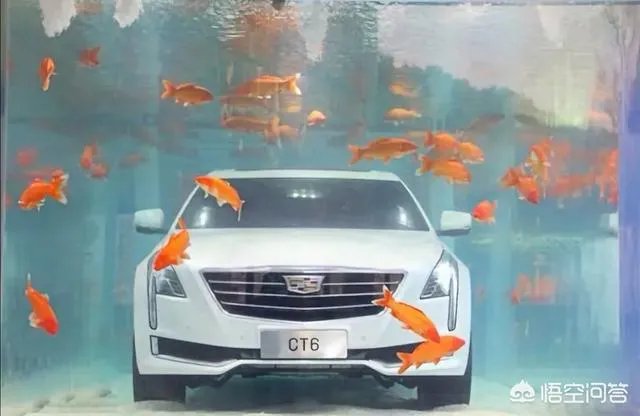 对于最近很火的凯迪拉克追高铁事件怎么看？