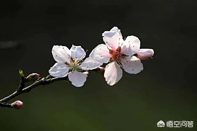 下图这是什么花？