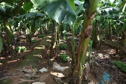 香蕉采摘完之后，为什么要把香蕉树砍掉？