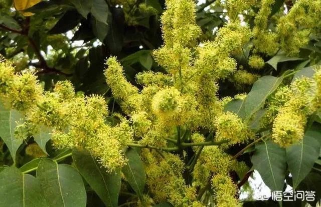 春芽树和香椿的区别