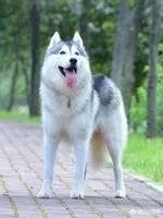 可以翻译狗狗叫声的软件