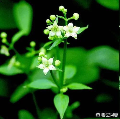 茜草科有哪些植物？