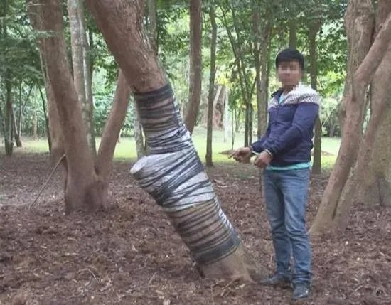 3名男子盗窃中科院黄花梨树被抓后如何判刑?