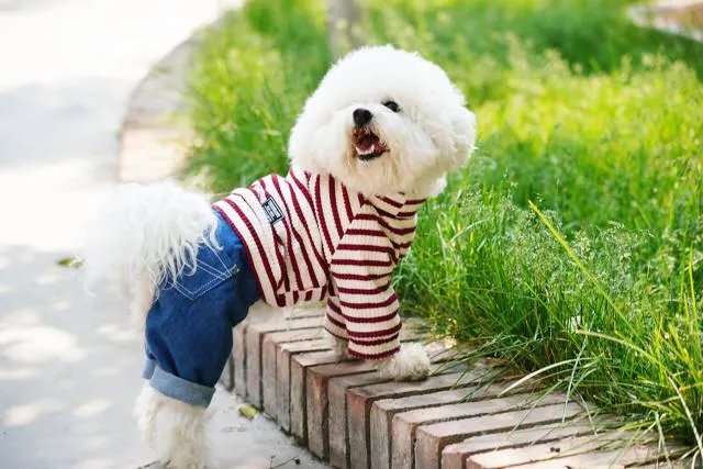 浙江女子喊老公下污水井救宠物狗致其身亡，年仅30岁，怎么看？