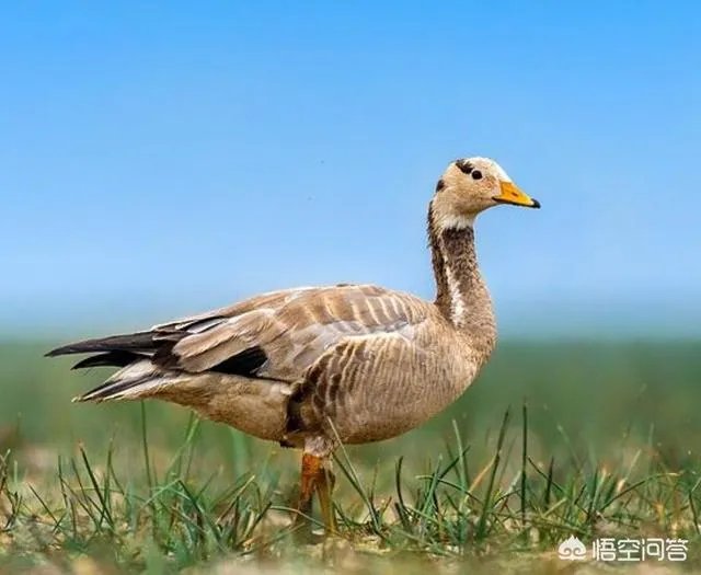 世界上飞的最高、飞的最远或飞的最快的鸟有哪些？