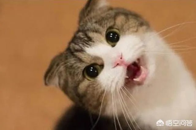 猫咪一直喵喵叫是为什么