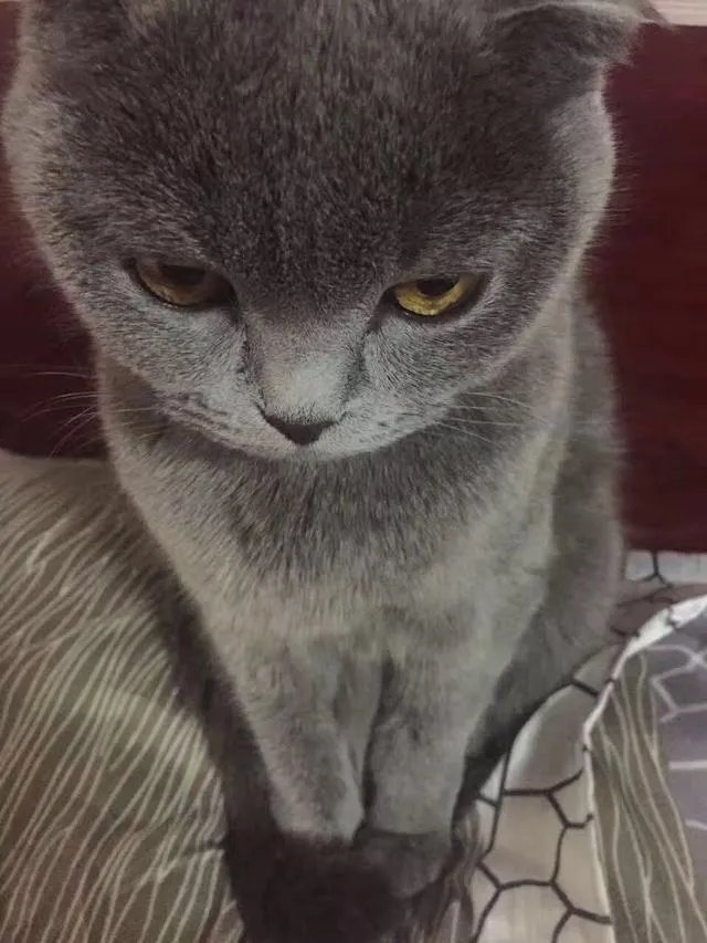 当你的猫或者狗狗去世之后，你还会再养吗？