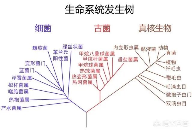 有没有可能地球是人类的监狱?我们却是外星物种,恐龙被我们清场了?
